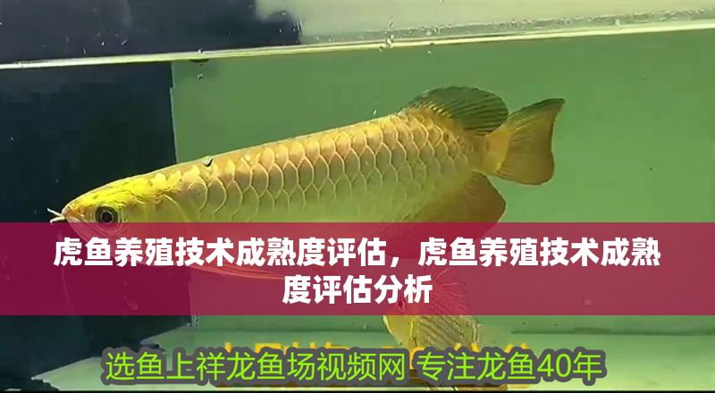 虎魚養殖技術成熟度評估，虎魚養殖技術成熟度評估分析