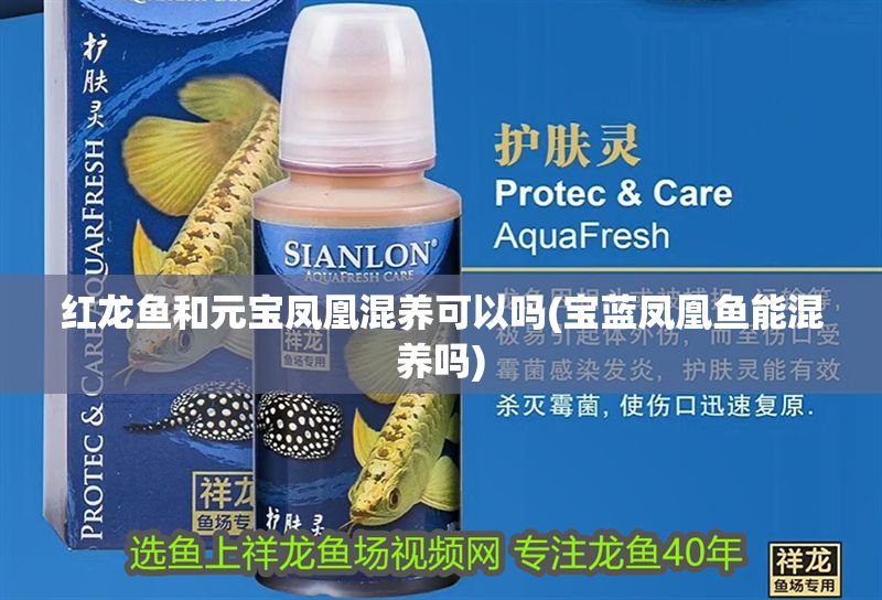 紅龍魚和元寶鳳凰混養(yǎng)可以嗎(寶藍鳳凰魚能混養(yǎng)嗎) 元寶鳳凰魚百科 第1張 紅龍魚和元寶鳳凰混養(yǎng)可以嗎(寶藍鳳凰魚能混養(yǎng)嗎) 紅龍魚和元寶鳳凰混養(yǎng)可以嗎(寶藍鳳凰魚能混養(yǎng)嗎) 元寶鳳凰魚百科 第1張