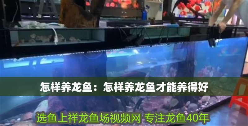 怎樣養龍魚：怎樣養龍魚才能養得好 怎樣養龍魚：怎樣養龍魚才能養得好 水族問答
