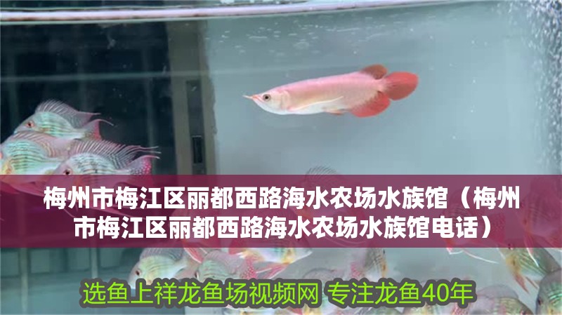 梅州市梅江區(qū)麗都西路海水農場水族館（梅州市梅江區(qū)麗都西路海水農場水族館電話） 梅州市梅江區(qū)麗都西路海水農場水族館（梅州市梅江區(qū)麗都西路海水農場水族館電話） 全國水族館企業(yè)名錄 第2張