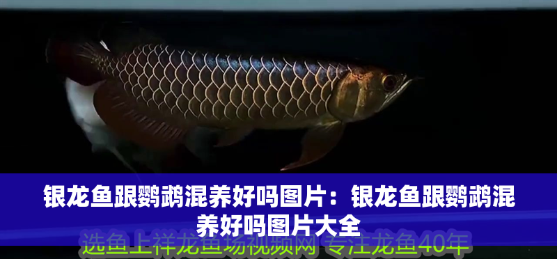 銀龍魚跟鸚鵡混養好嗎圖片：銀龍魚跟鸚鵡混養好嗎圖片大全