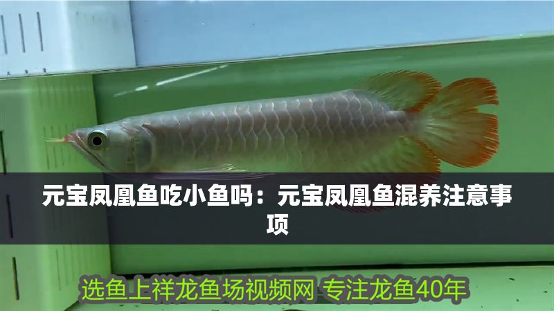 元寶鳳凰魚吃小魚嗎：元寶鳳凰魚混養(yǎng)注意事項 元寶鳳凰魚吃小魚嗎：元寶鳳凰魚混養(yǎng)注意事項 元寶鳳凰魚百科 第1張