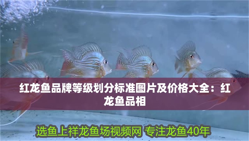 紅龍魚品牌等級劃分標準圖片及價格大全：紅龍魚品相 紅龍魚品牌等級劃分標準圖片及價格大全：紅龍魚品相 水族問答