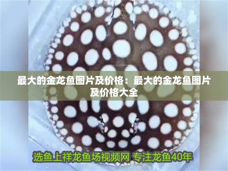 最大的金龍魚圖片及價(jià)格：最大的金龍魚圖片及價(jià)格大全