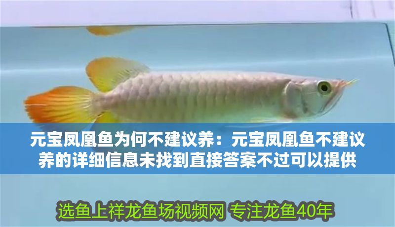 元寶鳳凰魚為何不建議養:元寶鳳凰魚不建議養的詳細信息未找到直接答案不過可以提供 元寶鳳凰魚百科 第1張 元寶鳳凰魚為何不建議養:元寶鳳凰魚不建議養的詳細信息未找到直接答案不過可以提供 元寶鳳凰魚為何不建議養:元寶鳳凰魚不建議養的詳細信息未找到直接答案不過可以提供 元寶鳳凰魚百科 第1張