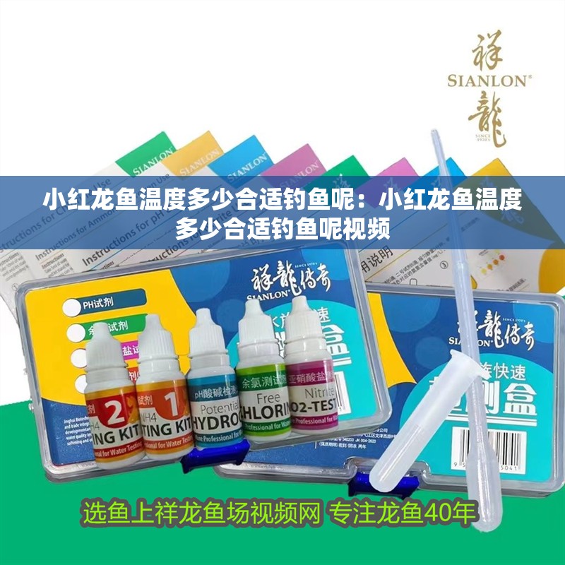 小紅龍魚溫度多少合適釣魚呢：小紅龍魚溫度多少合適釣魚呢視頻