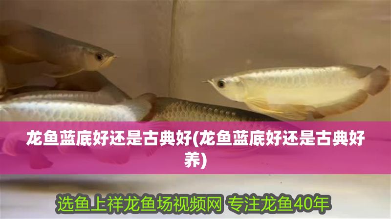 龍魚藍底好還是古典好(龍魚藍底好還是古典好養) 龍魚藍底好還是古典好(龍魚藍底好還是古典好養) 元寶鳳凰魚百科 第1張