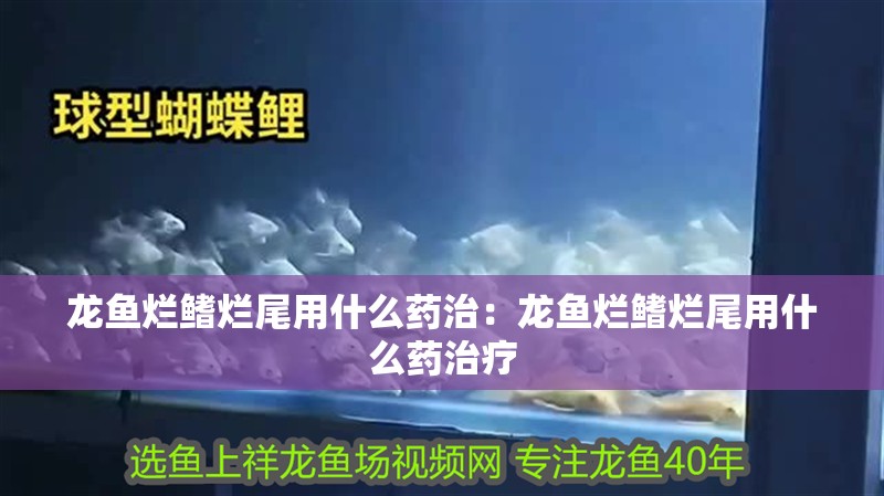 龍魚爛鰭爛尾用什么藥治：龍魚爛鰭爛尾用什么藥治療