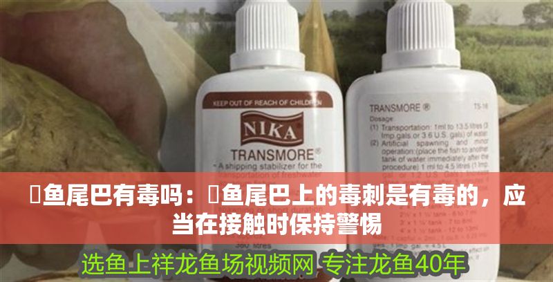 魟魚尾巴有毒嗎：魟魚尾巴上的毒刺是有毒的，應當在接觸時保持警惕