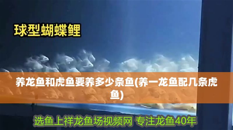 養(yǎng)龍魚和虎魚要養(yǎng)多少條魚(養(yǎng)一龍魚配幾條虎魚) 養(yǎng)龍魚和虎魚要養(yǎng)多少條魚(養(yǎng)一龍魚配幾條虎魚) 虎魚百科 第1張