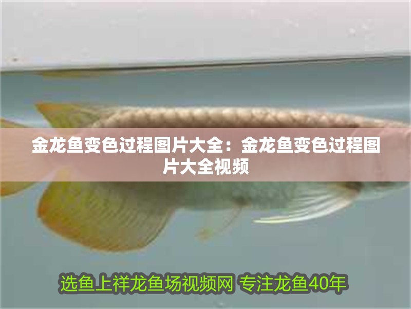 金龍魚變色過程圖片大全：金龍魚變色過程圖片大全視頻