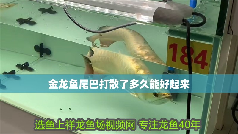 金龍魚尾巴打散了多久能好起來