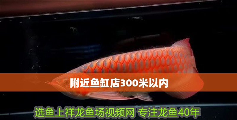 附近魚缸店300米以內