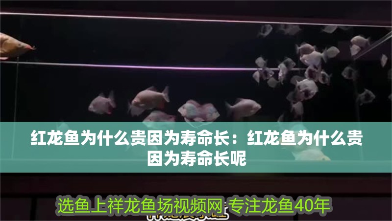 紅龍魚為什么貴因為壽命長：紅龍魚為什么貴因為壽命長呢