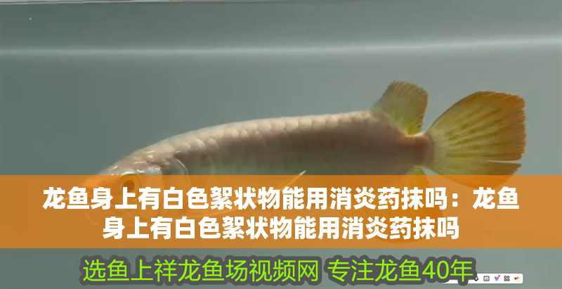 龍魚身上有白色絮狀物能用消炎藥抹嗎：龍魚身上有白色絮狀物能用消炎藥抹嗎