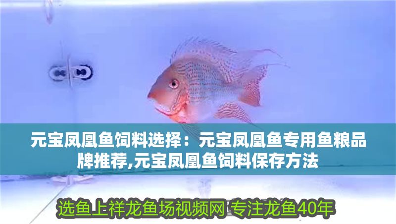 元寶鳳凰魚飼料選擇：元寶鳳凰魚專用魚糧品牌推薦,元寶鳳凰魚飼料保存方法