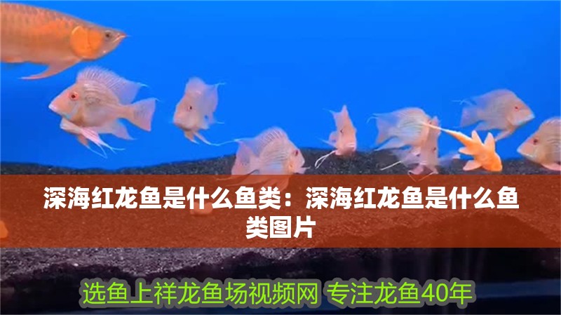深海紅龍魚是什么魚類：深海紅龍魚是什么魚類圖片 深海紅龍魚是什么魚類：深海紅龍魚是什么魚類圖片 水族問答