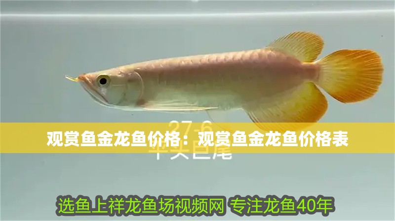 觀賞魚(yú)金龍魚(yú)價(jià)格：觀賞魚(yú)金龍魚(yú)價(jià)格表