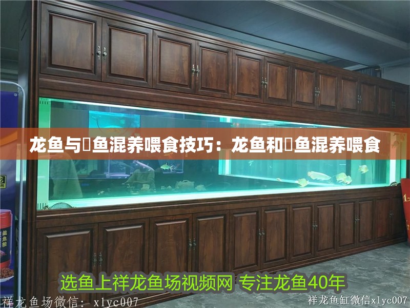 龍魚與魟魚混養喂食技巧：龍魚和魟魚混養喂食 龍魚與魟魚混養喂食技巧：龍魚和魟魚混養喂食 水族問答