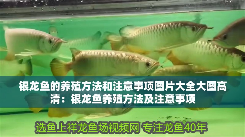 銀龍魚的養殖方法和注意事項圖片大全大圖高清：銀龍魚養殖方法及注意事項 銀龍魚的養殖方法和注意事項圖片大全大圖高清：銀龍魚養殖方法及注意事項 水族問答