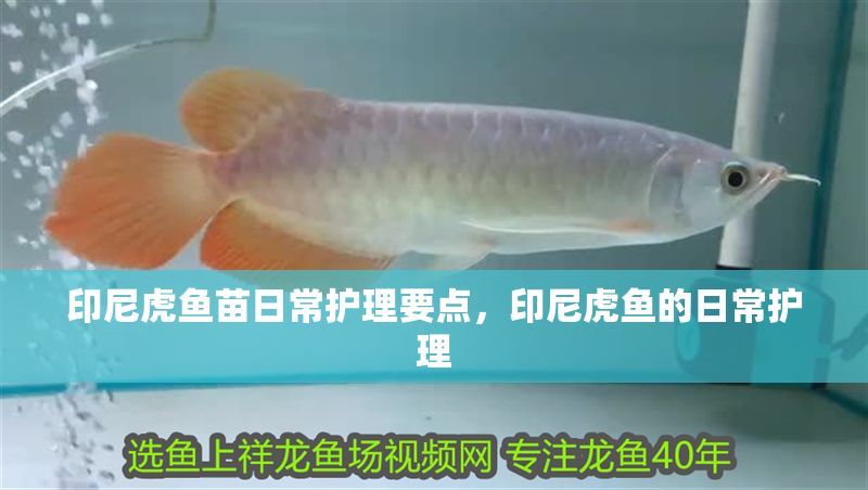 印尼虎魚苗日常護理要點，印尼虎魚的日常護理 印尼虎魚苗日常護理要點，印尼虎魚的日常護理 虎魚百科 第2張