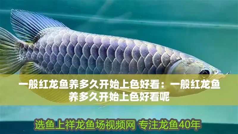 一般紅龍魚養(yǎng)多久開始上色好看：一般紅龍魚養(yǎng)多久開始上色好看呢 一般紅龍魚養(yǎng)多久開始上色好看：一般紅龍魚養(yǎng)多久開始上色好看呢 水族問答