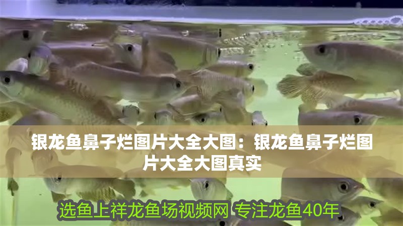 銀龍魚鼻子爛圖片大全大圖：銀龍魚鼻子爛圖片大全大圖真實 銀龍魚鼻子爛圖片大全大圖：銀龍魚鼻子爛圖片大全大圖真實 水族問答