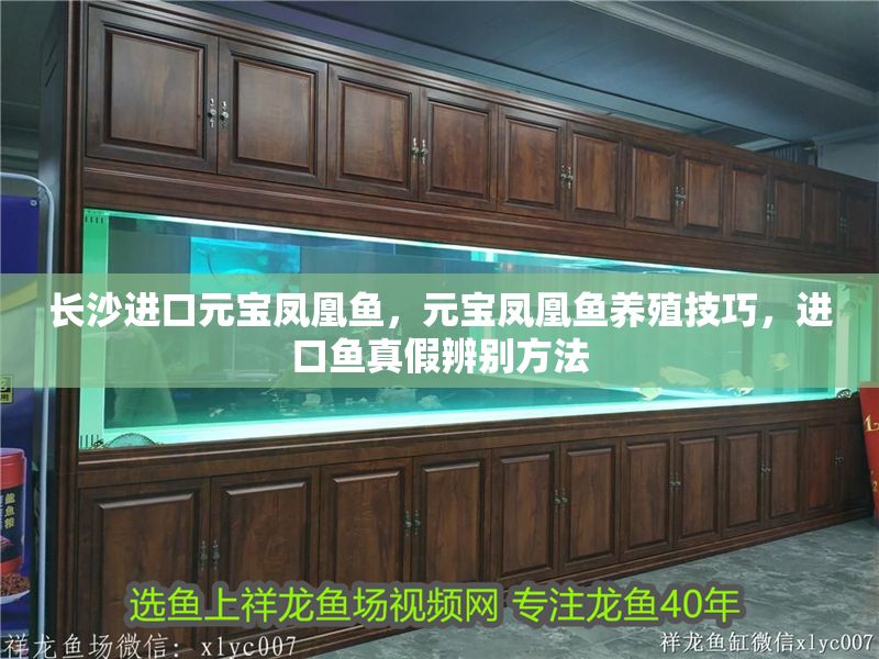 長沙進口元寶鳳凰魚，元寶鳳凰魚養殖技巧，進口魚真假辨別方法