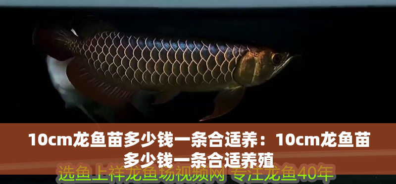 10cm龍魚苗多少錢一條合適養(yǎng)：10cm龍魚苗多少錢一條合適養(yǎng)殖