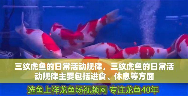 三紋虎魚(yú)的日常活動(dòng)規(guī)律，三紋虎魚(yú)的日常活動(dòng)規(guī)律主要包括進(jìn)食、休息等方面