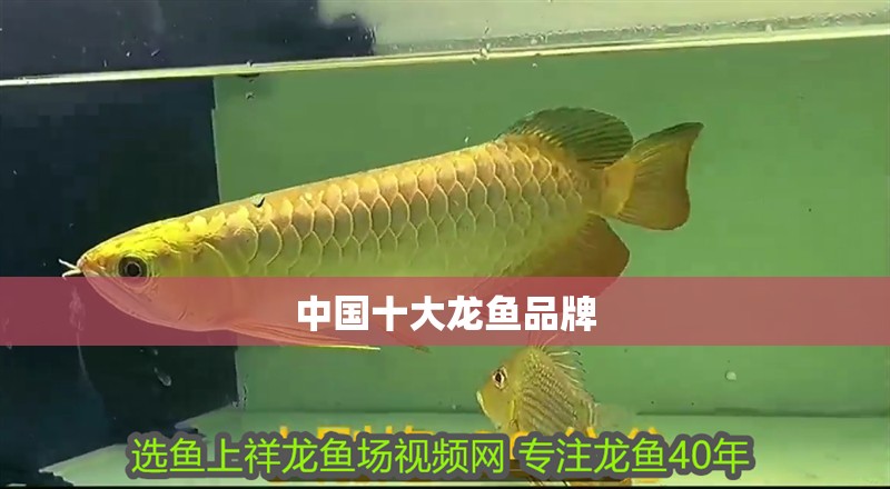 中國十大龍魚品牌 中國十大龍魚品牌 龍魚百科 第1張