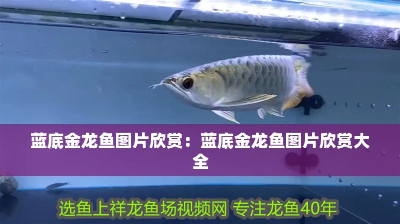 藍底金龍魚圖片欣賞：藍底金龍魚圖片欣賞大全