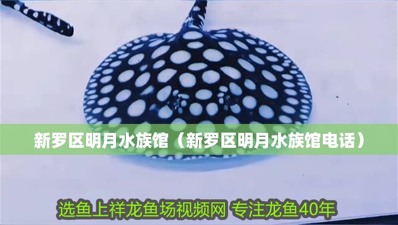 新羅區(qū)明月水族館（新羅區(qū)明月水族館電話） 新羅區(qū)明月水族館（新羅區(qū)明月水族館電話） 全國(guó)水族館企業(yè)名錄 第1張