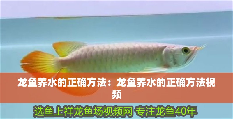 龍魚養水的正確方法：龍魚養水的正確方法視頻