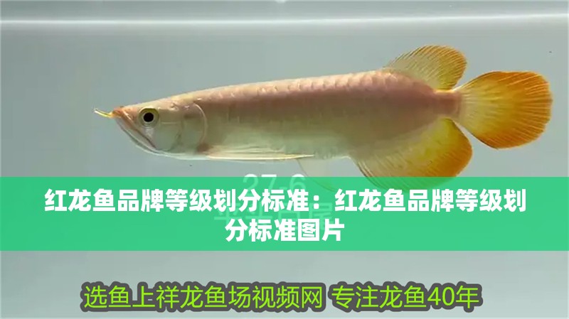 紅龍魚品牌等級劃分標(biāo)準(zhǔn)：紅龍魚品牌等級劃分標(biāo)準(zhǔn)圖片