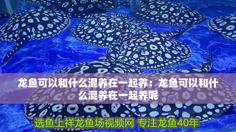 龍魚可以和什么混養在一起養：龍魚可以和什么混養在一起養呢