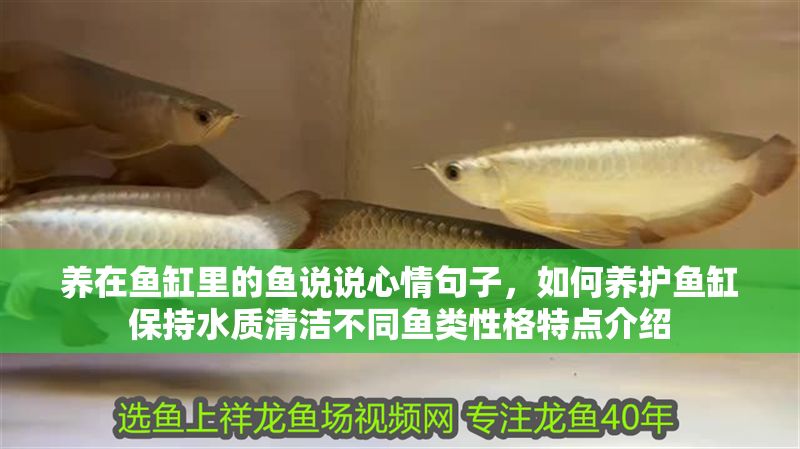 養在魚缸里的魚說說心情句子，如何養護魚缸保持水質清潔不同魚類性格特點介紹