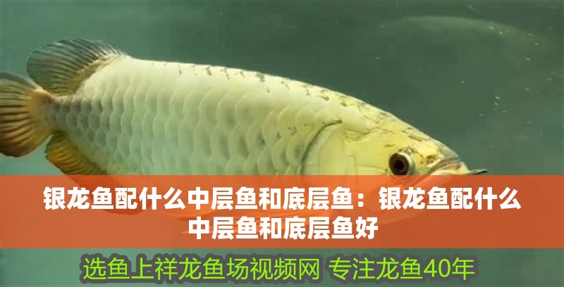 銀龍魚(yú)配什么中層魚(yú)和底層魚(yú):銀龍魚(yú)配什么中層魚(yú)和底層魚(yú)好 水族問(wèn)答 銀龍魚(yú)配什么中層魚(yú)和底層魚(yú):銀龍魚(yú)配什么中層魚(yú)和底層魚(yú)好 銀龍魚(yú)配什么中層魚(yú)和底層魚(yú):銀龍魚(yú)配什么中層魚(yú)和底層魚(yú)好 水族問(wèn)答