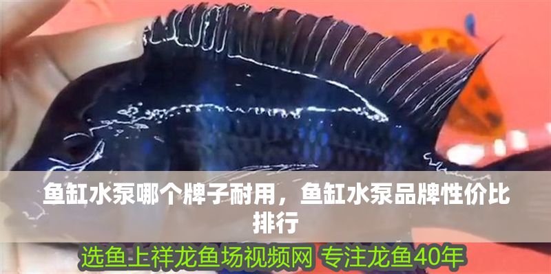 魚缸水泵哪個牌子耐用，魚缸水泵品牌性價比排行
