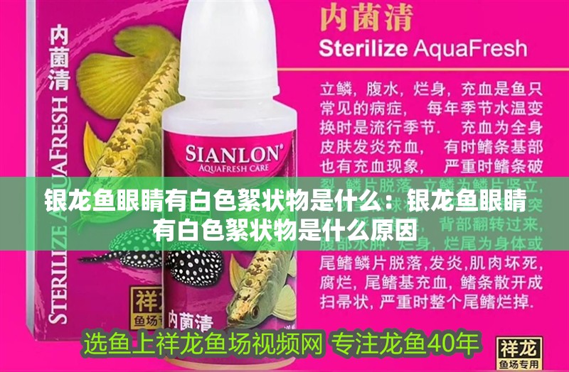 銀龍魚眼睛有白色絮狀物是什么：銀龍魚眼睛有白色絮狀物是什么原因 銀龍魚眼睛有白色絮狀物是什么：銀龍魚眼睛有白色絮狀物是什么原因 水族問答