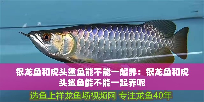 銀龍魚和虎頭鯊魚能不能一起養：銀龍魚和虎頭鯊魚能不能一起養呢