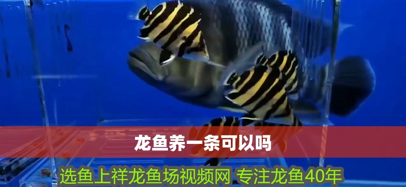 龍魚養一條可以嗎