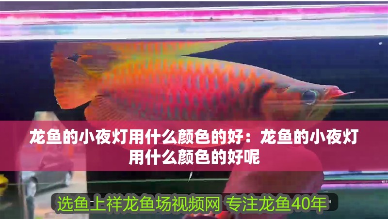 龍魚(yú)的小夜燈用什么顏色的好：龍魚(yú)的小夜燈用什么顏色的好呢