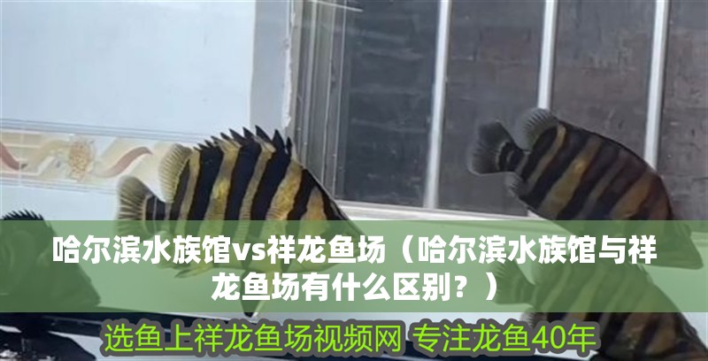 哈爾濱水族館vs祥龍魚場（哈爾濱水族館與祥龍魚場有什么區別？）