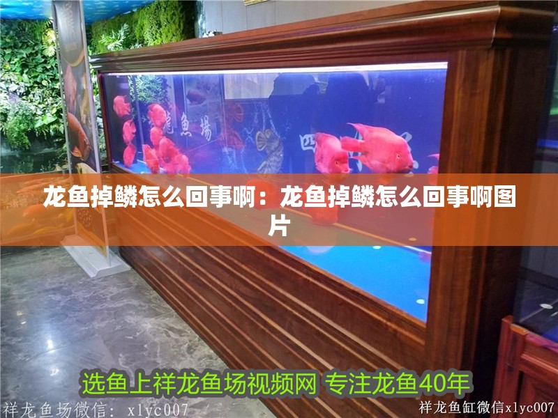 龍魚掉鱗怎么回事啊：龍魚掉鱗怎么回事啊圖片