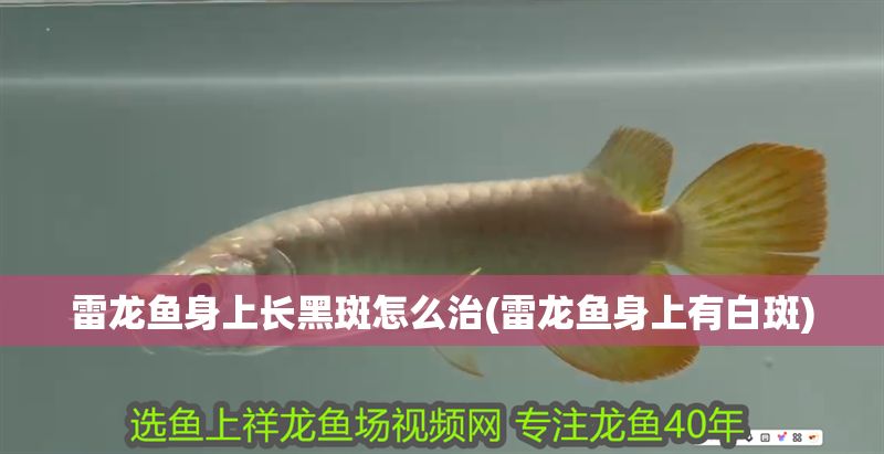 雷龍魚身上長黑斑怎么治(雷龍魚身上有白斑)
