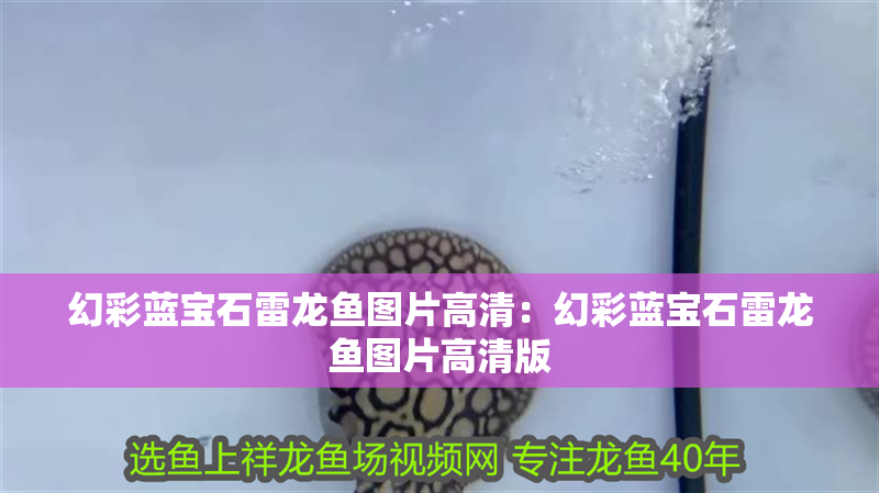 幻彩藍寶石雷龍魚圖片高清：幻彩藍寶石雷龍魚圖片高清版