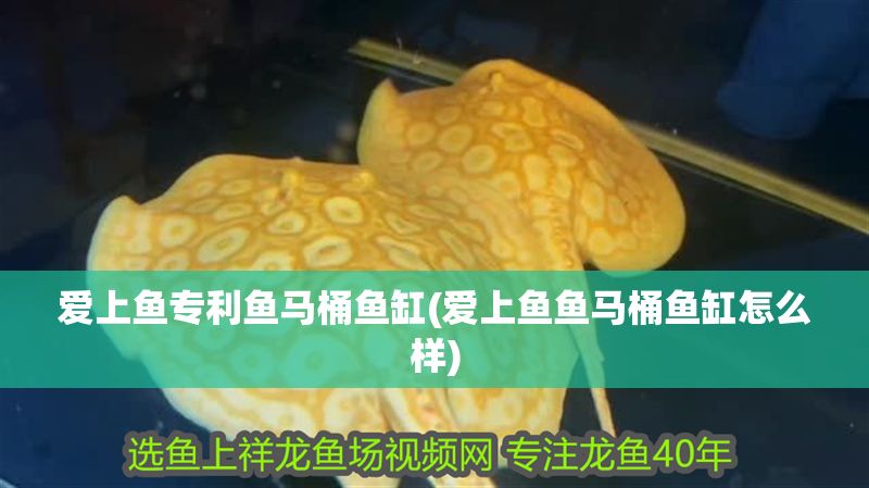 愛上魚專利魚馬桶魚缸(愛上魚魚馬桶魚缸怎么樣)