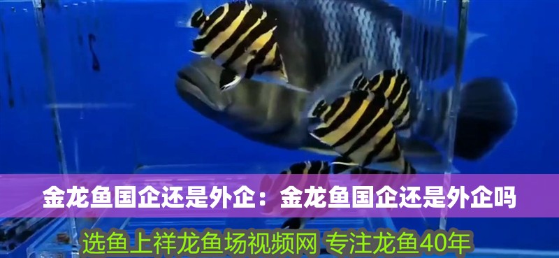 金龍魚國企還是外企：金龍魚國企還是外企嗎