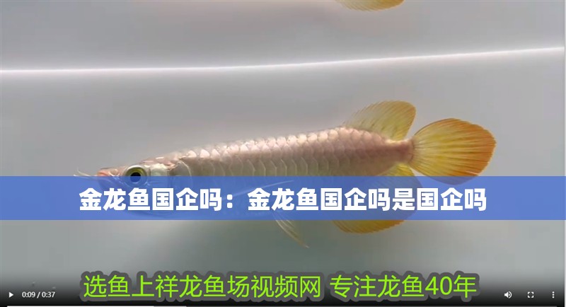 金龍魚國企嗎：金龍魚國企嗎是國企嗎